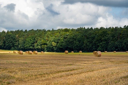 Feld-mit-Heuballen